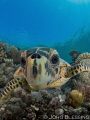   young hawksbill turtle checking dome  